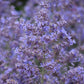 Bluesette Russian Sage