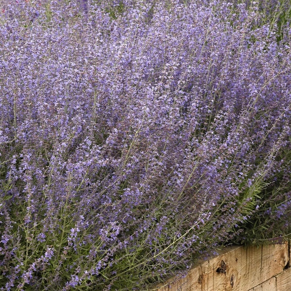 Bluesette Russian Sage