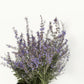 Bluesette Russian Sage