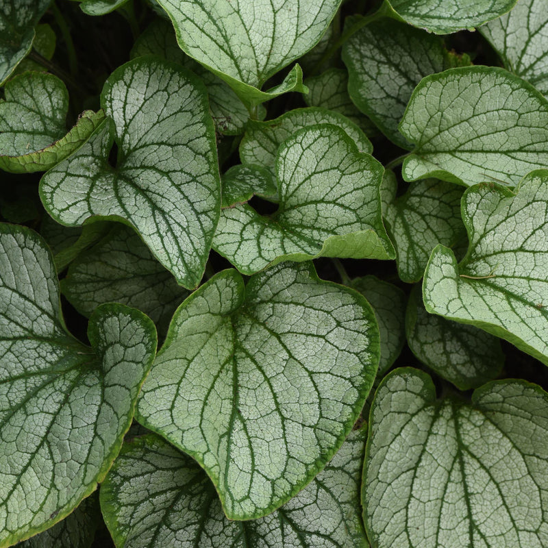 Brilliant Brunnera
