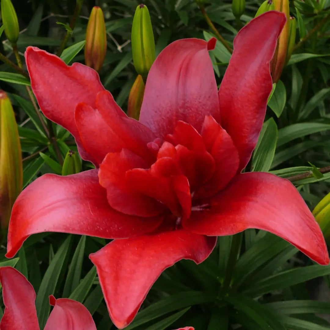 Bald Eagle Double Asiatic Lily