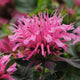 Balmy™ Pink Beebalm