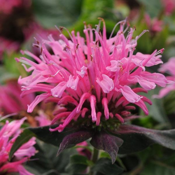 Balmy™ Pink Beebalm