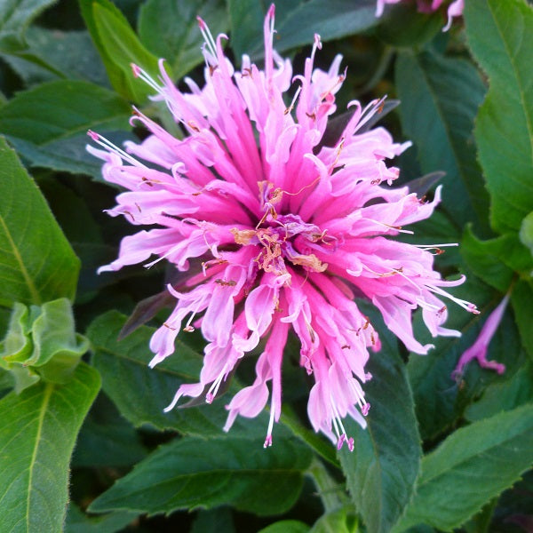 Balmy™ Pink Beebalm