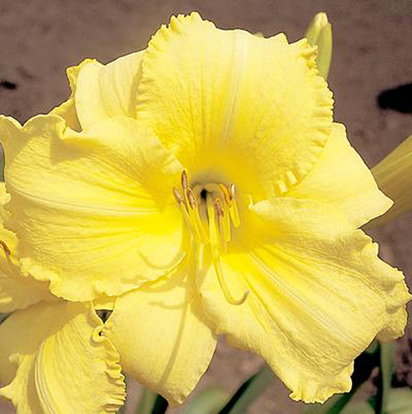 Banana Cream Pie Daylily