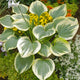 Band of Gold - Tall Hosta