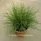 Bandwidth Miscanthus Grass