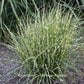 Bandwidth Miscanthus Grass