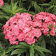 Barbarini® Salmon Dianthus