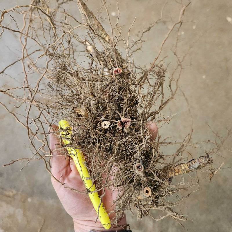 Giant Miscanthus Grass