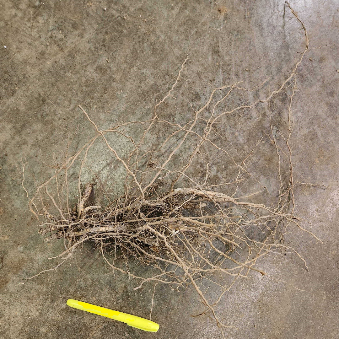 Giant Miscanthus Grass – Wild & Son
