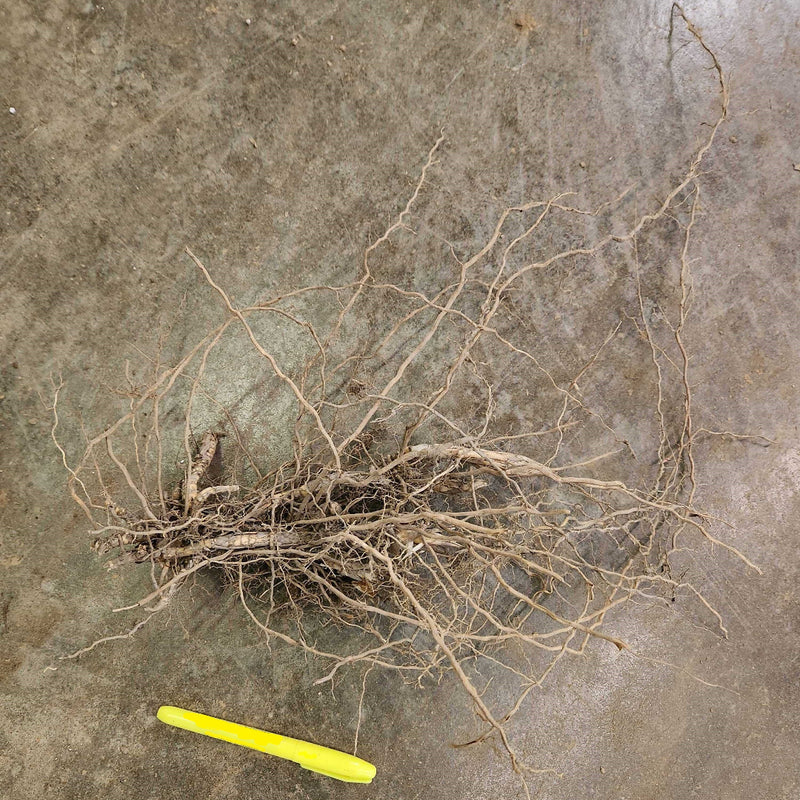 Giant Miscanthus Grass