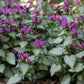 Beacon Silver Spotted Deadnettle