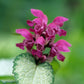 Beacon Silver Spotted Deadnettle