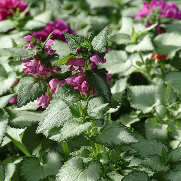 Beacon Silver Spotted Deadnettle