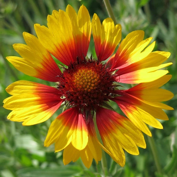 Beautiful Blanket Flower