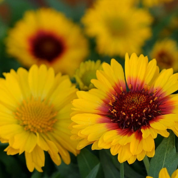 Beautiful Blanket Flower