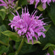 BeeMine™ Lavender Beebalm