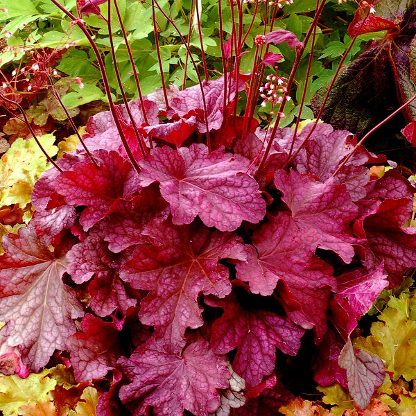 Berry Smoothie Coral Bells