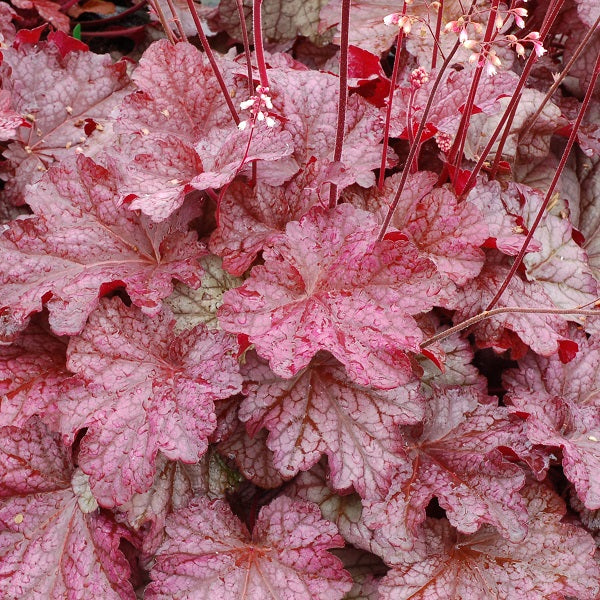 Berry Smoothie Coral Bells