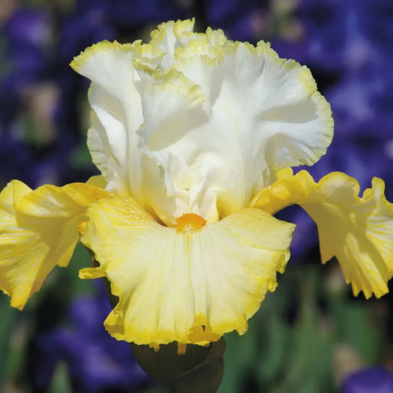 Get Them All Tall Bearded Iris Collection