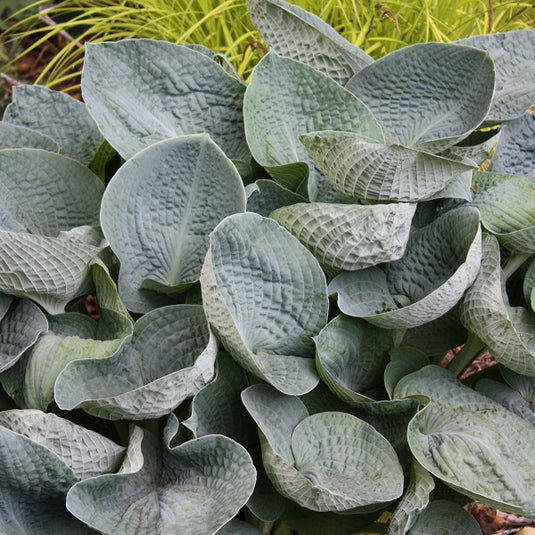 potted hosta plants for sale Big Daddy Hosta
