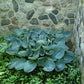 Big Daddy Hosta