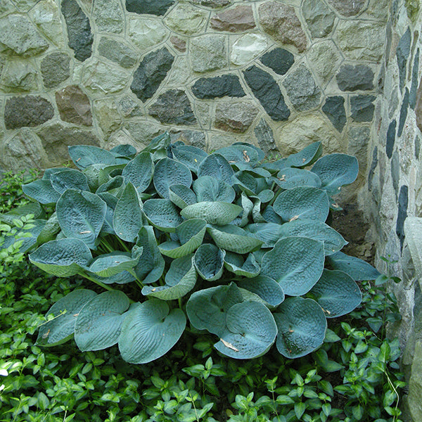 Big Daddy Hosta