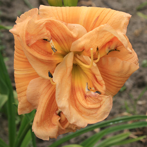 Big Kiss Daylily