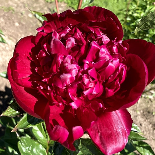 Big Red, Boomer Sooner Peony - Heritage Collection