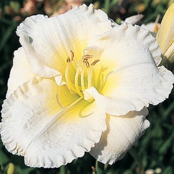 Big Snowbird Premium Daylily