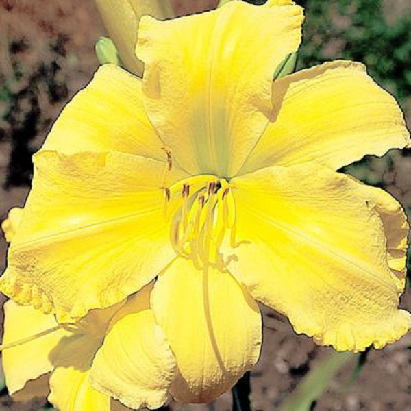 Big Yellow Bird Daylily