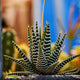 Big Band Zebra Plant