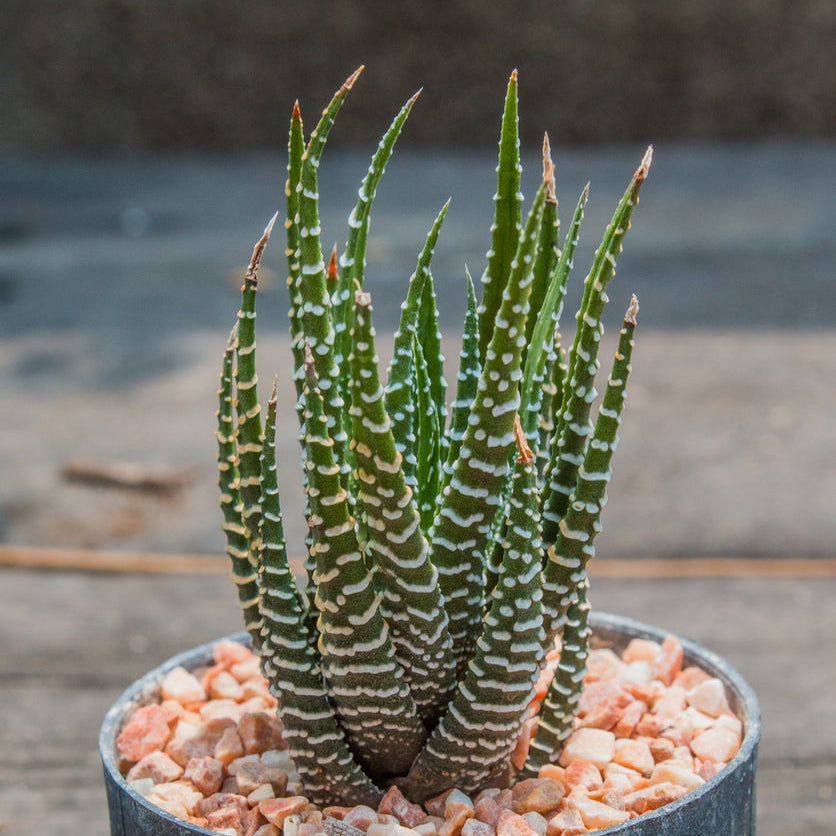 zebra plant succulent Big Band Zebra Plant – Wild & Son
