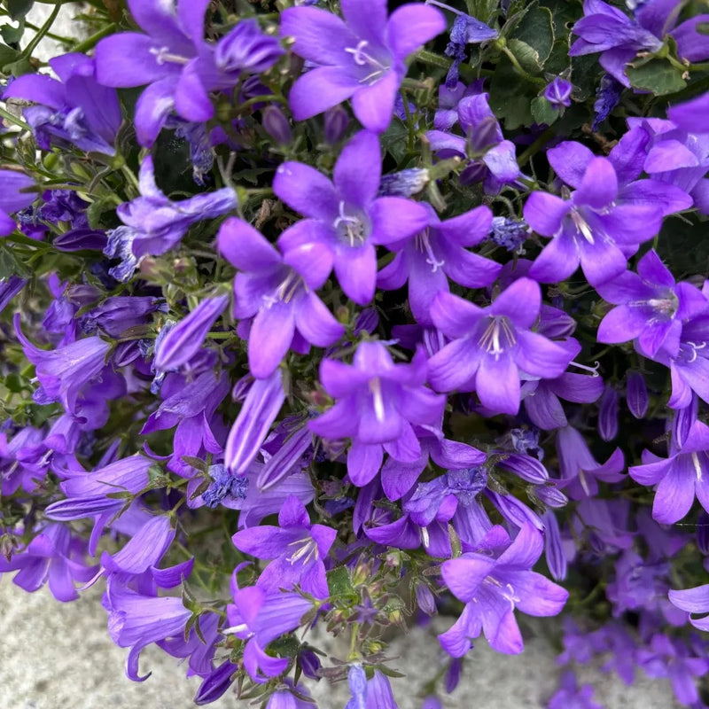 Birch Hybrid Bellflower