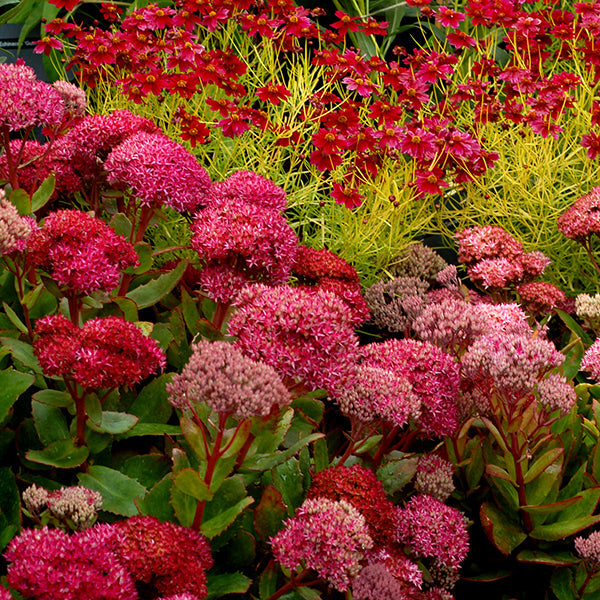 Sedum Collection