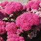 Birthday Party Sedum