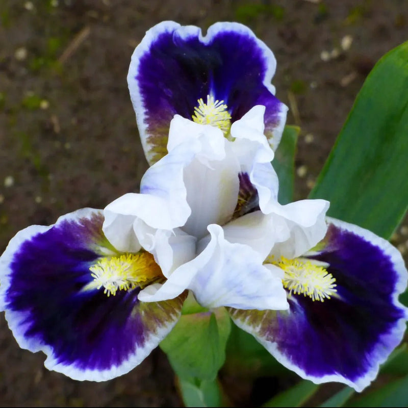 Dwarf Iris Collection