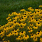 Black Eyed Susan