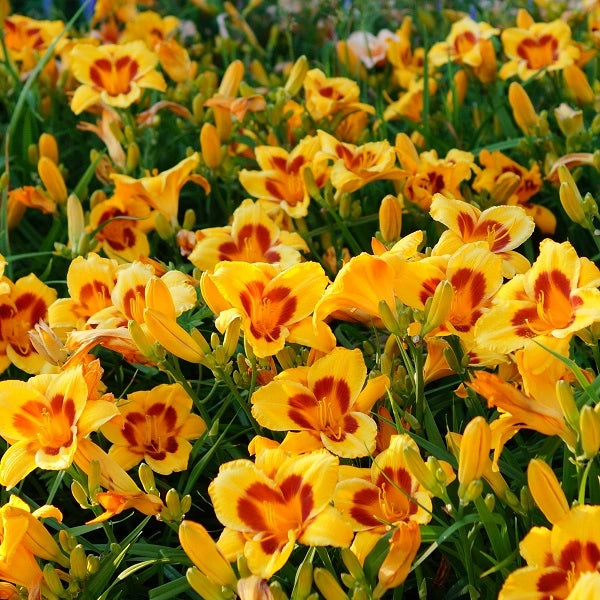 Black Eyed Susan - Daylily