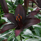 Blacklist Asiatic Lily (3/bag)