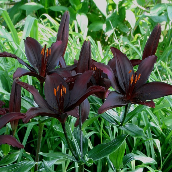 Blacklist Asiatic Lily (3/bag)