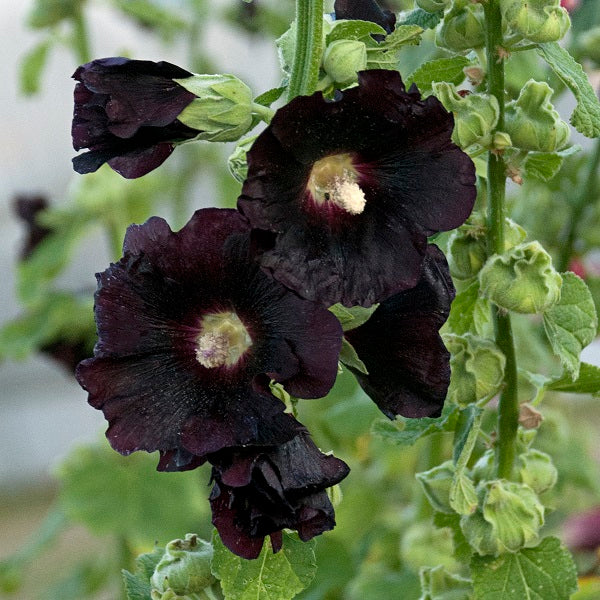 Blacknight Hollyhock