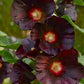 Blacknight Hollyhock