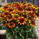 Blazing Fire Echibeckia™