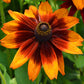 Blazing Fire Echibeckia™