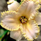 Daylily Field Clearance Bundle #1
