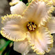 Daylily Field Clearance Bundle #1