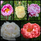 Blooms Beyond Compare Peony Bundle