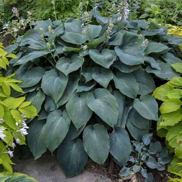 Get Them All Hosta Collection